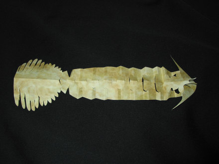 ふじ　三葉虫 三葉虫（Phacops）｜化石販売・鉱物販売の東京サイエンス